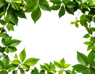 gold star isolated on white - Firefly_Bush grape or three-leaved wild vine cayratia (Cayratia trifolia) liana ivy plant bus