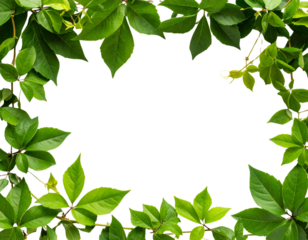 gold star isolated on white - Firefly_Bush grape or three-leaved wild vine cayratia (Cayratia trifolia) liana ivy plant bus