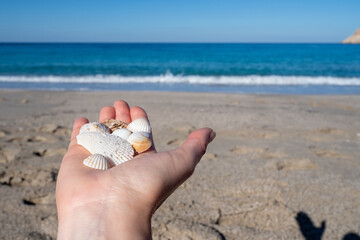 Hand holding seashells on sandy beach with turquoise water