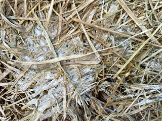 Close up fungi or mold that grow and develop on straw due to humid temperatures