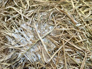 Close up fungi or mold that grow and develop on straw due to humid temperatures