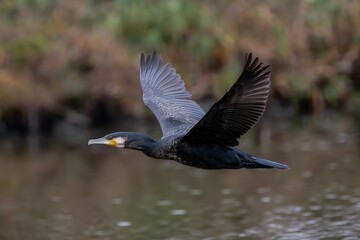 Flying cormorant