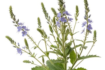 Naklejka premium veronica officinalis isolated on white background