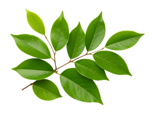 gold star isolated on white - Firefly_a branch full of beautiful leaves on a white background 