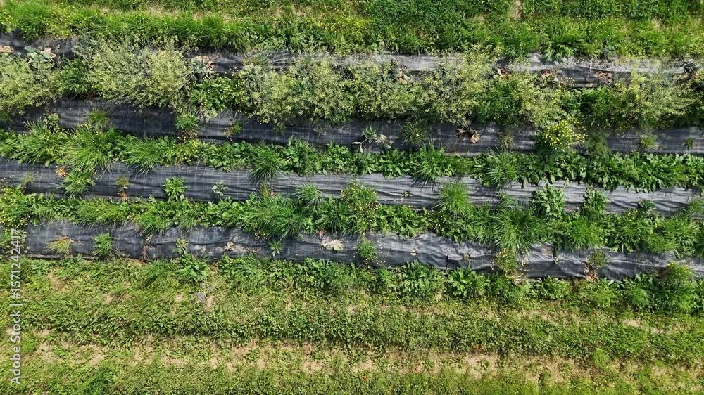 Poster weed control fabric is laid down on a cultivated field, creating parallel lines in an agricultural l