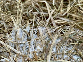 Close up fungi or mold that grow and develop on straw due to humid temperatures