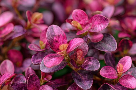 Coprosma features various colors including small pink to burgundy leaves that produce an attractive dappled appearance