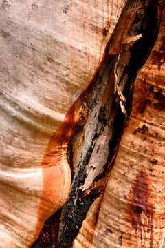 closeup of colourful pink and orange textured tree trunk with burnt damage