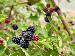Ripe blackberries on a branch surrounded by green foliage. Close-up.