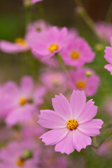 Fototapeta premium 秋桜