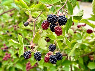 Ripe blackberries on a branch surrounded by green foliage. Close-up.