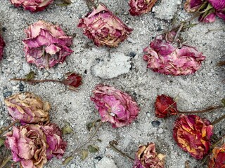 Dead bright dried roses on natural ash background, frozen beauty. Ash and roses.