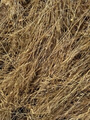 Dry yellow fallen grass lying abstractly on the ground.