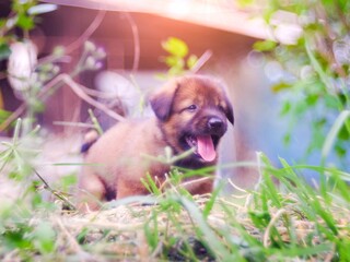 A brown puppy happily defecates in a natural grass field.