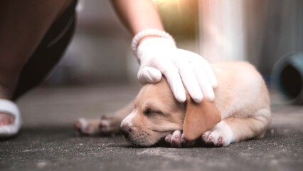 A brown puppy sleeps happily with its owner gently stroking its head