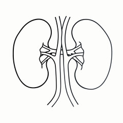 kidneys and ureters. urinary system