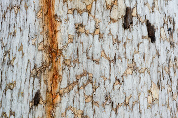 Close up of patterned tree trunk with dark orange sap running down.