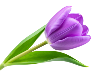 Elegant side angle of a blooming purple tulip with smooth petals and healthy green st  PNG