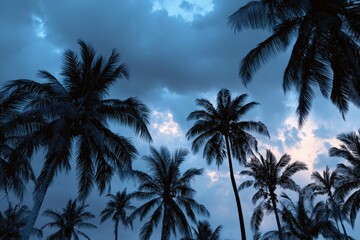 Fototapeta premium Image of palm tree outlines against a blue cloudy sky