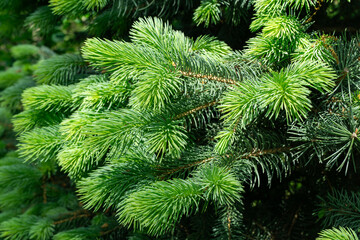 Close-up of vibrant Blue spruce Picea pungens needles, showcasing their fine texture and vivid color, with softly blurred background highlighting