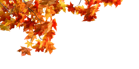 Close up autumn leaves branches isolated on white