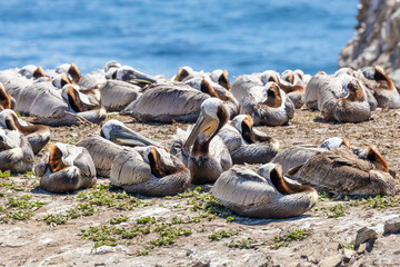 Point Lobos State Natural Reserve in California USA features turquoise waters, rugged cliffs, and vibrant coastal vegetation under a clear sky.