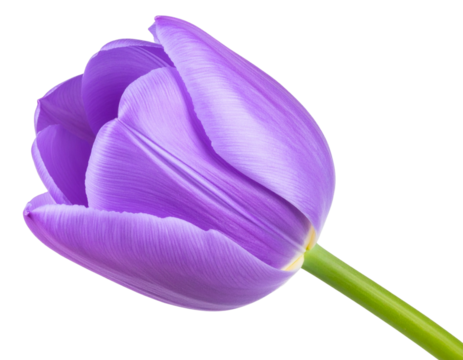Side View of Purple Tulip Blooming with Green Stem Isolated on Transparent Background PNG