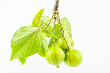 Fresh tung fruit on white background