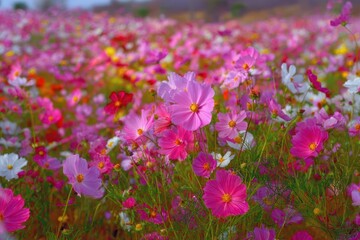 Fototapeta premium Japanese cosmos flower garden