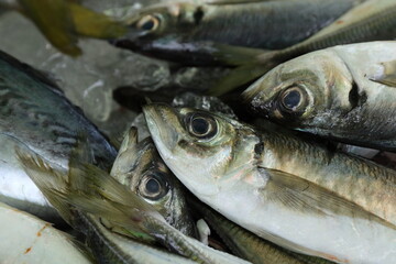 新鮮なアジ