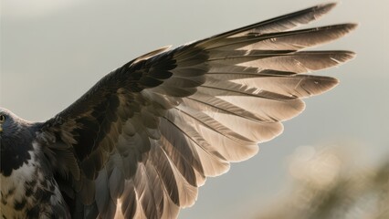 Close-up of a bird's wing spread, showing detailed feathers with sunlight highlighting their texture against a soft blurred background.