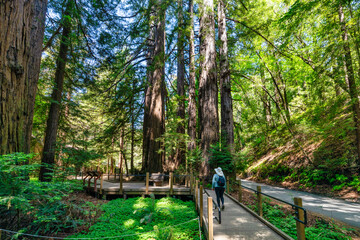 A hiker walks through towering redwoods on a wooden path in Julia Pfeiffer Burns State Park, Big...
