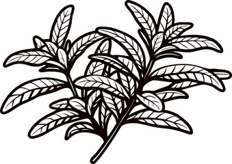 Hand drawn rosemary herb sprig illustration with detailed leaves isolated on white background