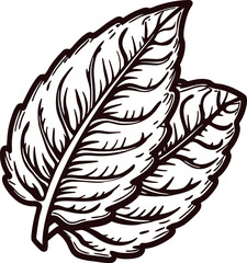 Obraz premium Hand drawn pair of basil leaves isolated on white vintage engraved botanical herb illustration