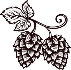 Detailed vintage engraving of hops plant branch with two hop cones and leaf isolated on white background