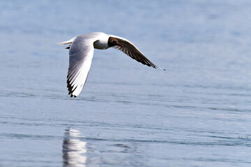 Lachmöwe im Flug an der Ostsee
