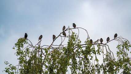 a group of starling birds perching on a birch at a summer day