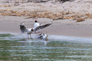 Lachmöwen an der Ostsee