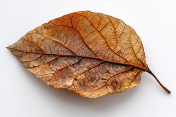 Fototapeta premium Dried Indian almond leaf on a white background suitable for autumn decor Can be used to absorb water for treating Siamese fighting fish wounds