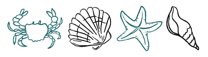 Hand drawn sea shells outlined in black and turquoise on white background. Vector illustrations in doodle sketch style. Summer elements for print. © dosh. creative shop