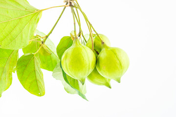 Fresh tung fruit on white background