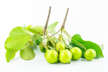 Fresh tung fruit on white background