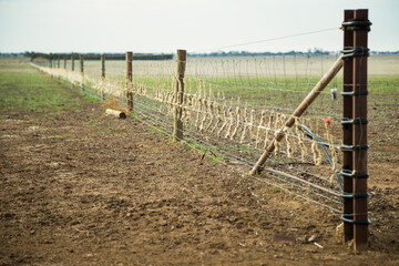 Sheeps wool stuck along a fenceline