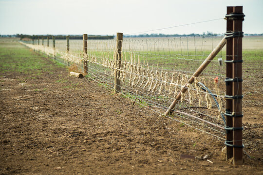 Sheeps wool stuck along a fenceline