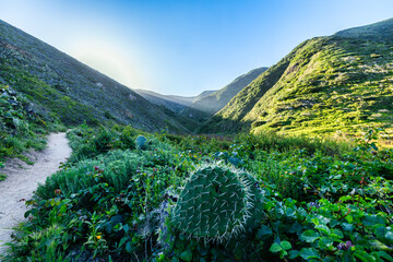 Morning sunlight shines over a cactus-lined trail in Soberanes Canyon, Garrapata State Park, along...