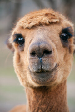 A close up of the face of a brown alpaca