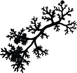 lichen on a branch on white background.eps