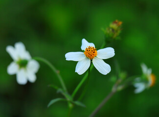 Bidens Pilosa - Black Jack flower. Leaves used in alternative medicine. Anti-inflammatory,...