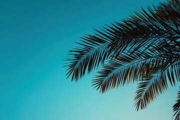 Stunning outline of palm leaves against a bright blue summer sky Nature theme backdrop