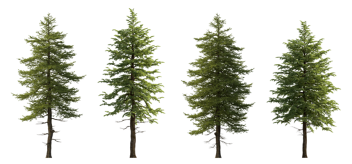 Abies concolor and Larix decidua the European larch -big tall tree isolated png on a transparent background premium cutout (the white, concolor, or Colorado fir) 